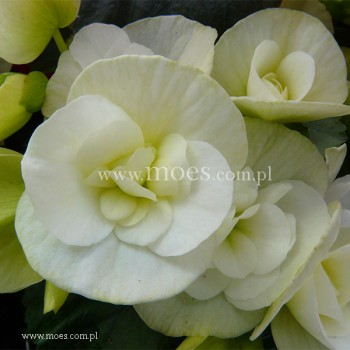 Begonia zimowa (Begonia elatior) - Ilona - Clara